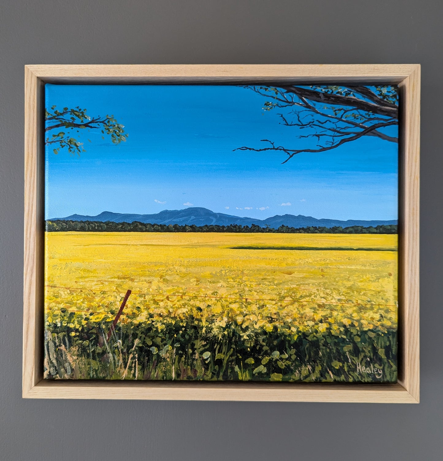 Canola Fields (The Grampians)