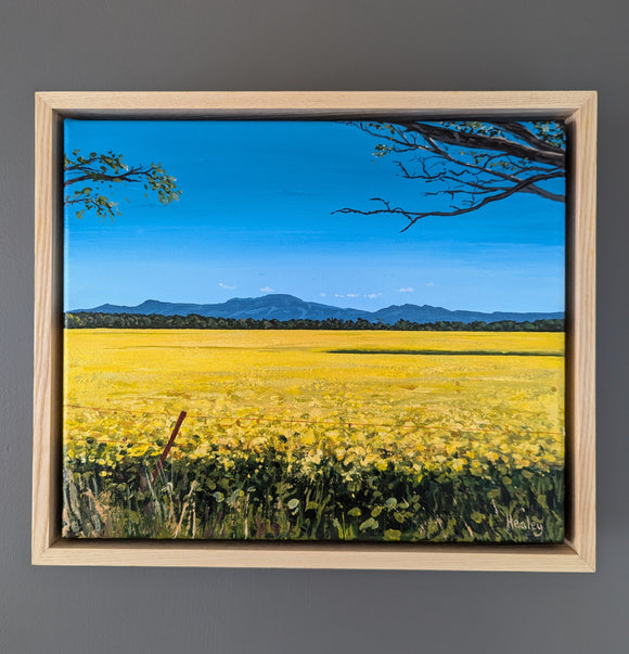 Canola Fields (The Grampians)