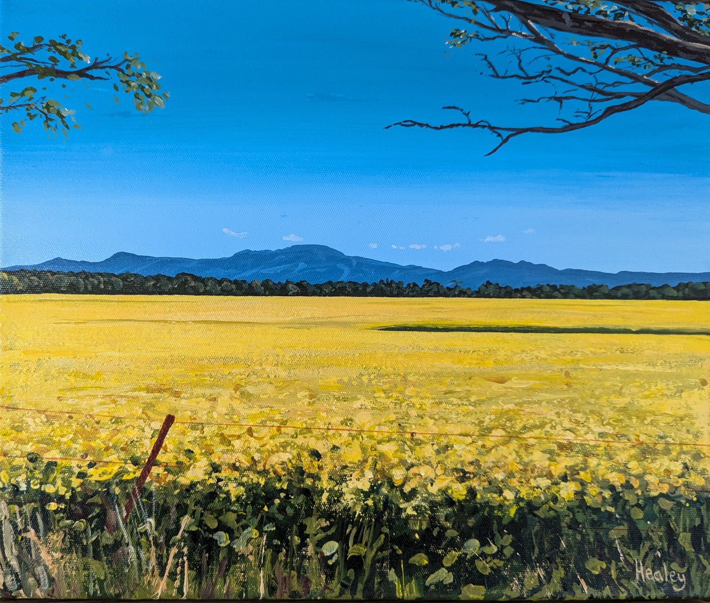 Canola Fields (The Grampians)