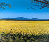 Canola Fields (The Grampians)