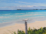 East Beach Seagulls, Port Fairy