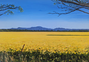 Canola Fields, Grampians