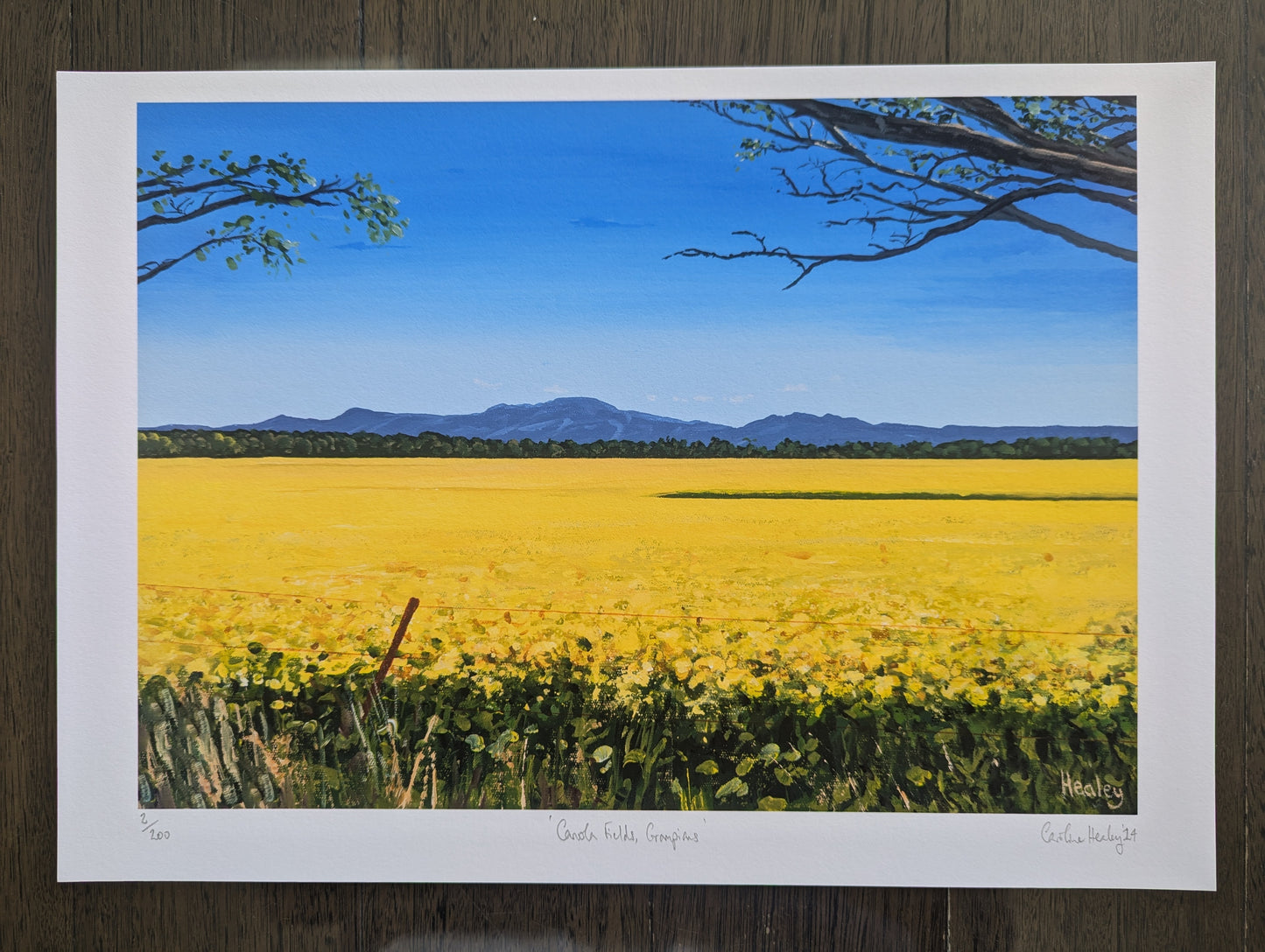 Canola Fields, Grampians