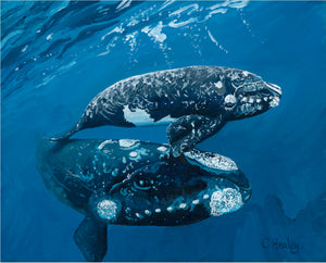 Southern Right Whale and Calf